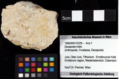 Foto (Objket + Etiketten) von Decapoda indet. 